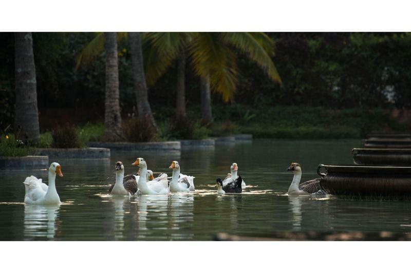 The Windflower Resort & Spa, Mysore Luaran gambar
